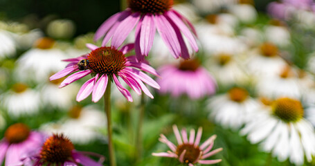Beautiful closeup of a flower in a garden