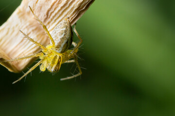 Lynx Yellow Spider on Branch