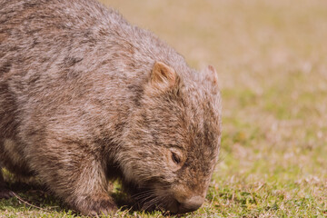 Common wombat, Kangaroo valley, NSW, Australia