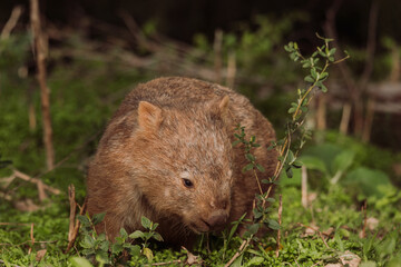 Common wombat, Kangaroo valley, NSW, Australia