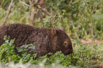 Common wombat, Kangaroo valley, NSW, Australia
