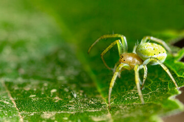 melon spider, spider, web, nature, close up, spider web, insect, macro, macro graphic, silk thread, animals