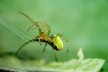 melon spider, spider, web, nature, close up, spider web, insect, macro, macro graphic, silk thread,...