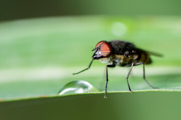 Horsefly (Tabanidae) is a predator, actively attacking humans and animals.