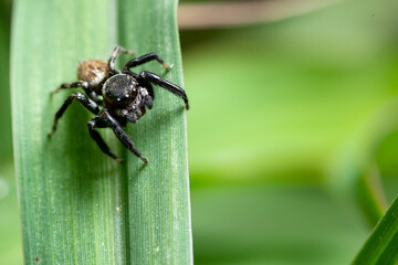 Carrhotus sannio - jumping spider is a family of Salticidae.