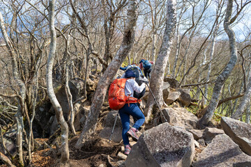 紅葉の季節の群馬県の赤城山の登山道の風景 A view of the trail at Mount Akagi in Gunma Prefecture during the season of autumn leaves.