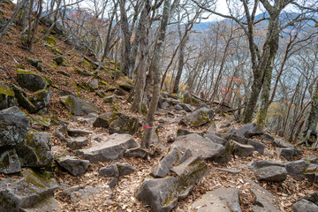 紅葉の季節の群馬県の赤城山の登山道の風景 A view of the trail at Mount Akagi in Gunma Prefecture during the season of autumn leaves.