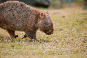Common wombat, Kangaroo valley, NSW, Australia