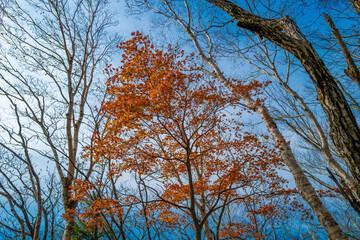 Obraz premium 紅葉の季節の群馬県の赤城山の登山道の風景 A view of the trail at Mount Akagi in Gunma Prefecture during the season of autumn leaves.