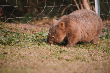 Common wombat, Kangaroo valley, NSW, Australia
