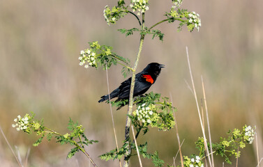 Red-winged black bird - Powered by Adobe