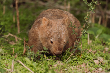 Common wombat, Kangaroo valley, NSW, Australia