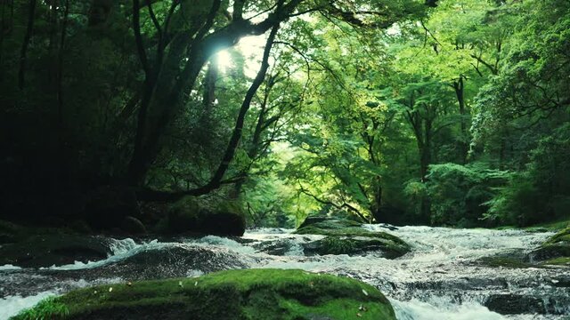 清流 きれいな水（熊本県菊池渓谷）
