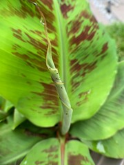 Banana plant leaf