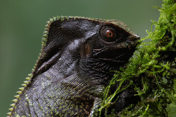Helemeted iguana