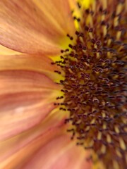 macro of a sun flower