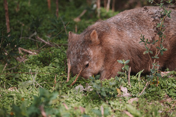 Common wombat, Kangaroo valley, NSW, Australia