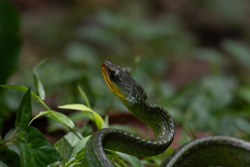 snake in the grass