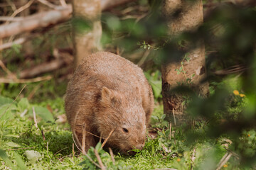 Common wombat, Kangaroo valley, NSW, Australia