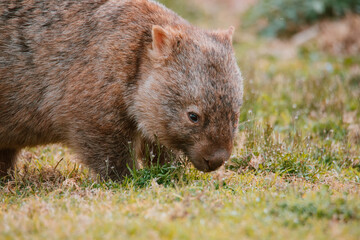Common wombat, Kangaroo valley, NSW, Australia