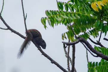squirrel on branch