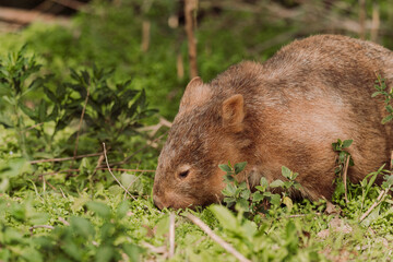 Common wombat, Kangaroo valley, NSW, Australia