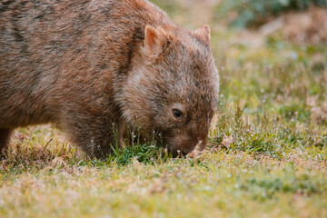 Common wombat, Kangaroo valley, NSW, Australia