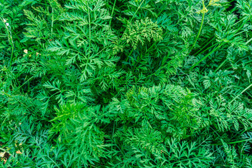 green bush texture for background themes