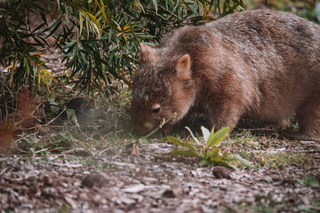 Common wombat, Kangaroo valley, NSW, Australia