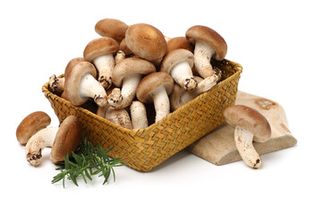 Shiitake mushroom on the White background 