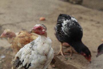 galinheiro