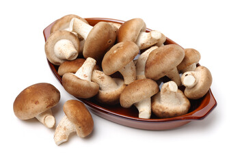 Shiitake mushroom on the White background 