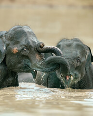 Two Indian Elephant playing with theirs trunks entwined