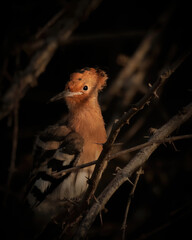 Hoopoe, Upupa epops, sitting in the branch, a bird with an orange crest