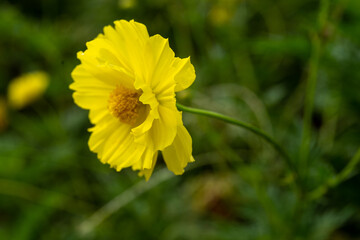 Yellow cosmos flower soft focus with some sharp and blurred background. Yellow flowers blooming beautifully in the garden with sot blur background.