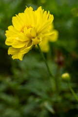Yellow cosmos flower soft focus with some sharp and blurred background. Yellow flowers blooming beautifully in the garden with sot blur background.