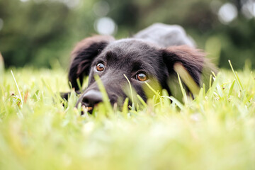 Black puppy in the grass, grass shark. adorable Lab mix.  