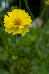 Yellow cosmos flower soft focus with some sharp and blurred background. Yellow flowers blooming beautifully in the garden with sot blur background.