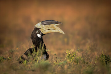 A beautiful malabar pied hornbill bird in golden hour