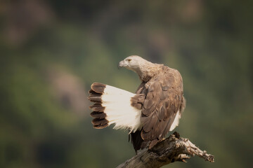 Grey-headed fish eagle, perched on a branch in the nice morning light against the blurred forest in the background