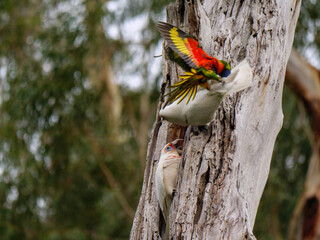 Lorikeet Attacking Corellas