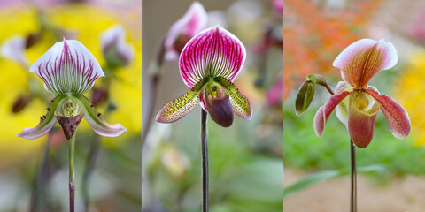Beautiful paphiopedilum orchid flowers of various species in garden. with blurred nature yellow background