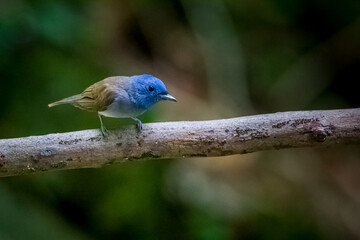 Obraz premium bird butterfly resting on tree in the forest