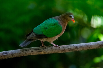 bird butterfly resting on tree in the forest