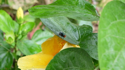 green caterpillar on a leaf