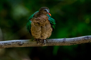 bird butterfly resting on tree.
Rufous-chested Flycatcher.Common Emerald Dove.