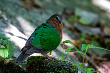 bird butterfly resting on ground.
Rufous-chested Flycatcher.Common Emerald Dove.