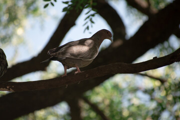 Flying birds. Silhouettes of birds. Leaves natural background. Bird posing in tree. Bird in Nature.