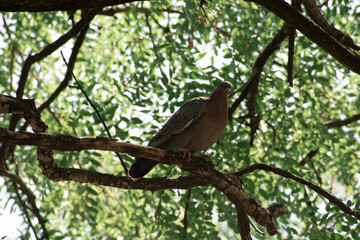 Flying birds. Silhouettes of birds. Leaves natural background. Bird posing in tree. Bird in Nature.