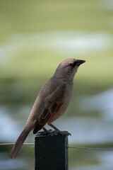 Flying birds. Silhouettes of birds. Leaves natural background. Bird posing in tree. Bird in Nature.